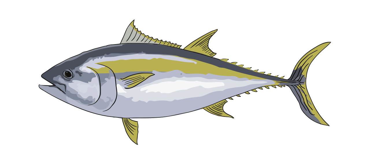 Yellowfin Tuna 