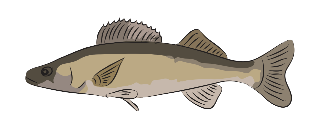 Zander  