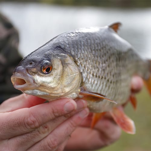 Coarse Fishing