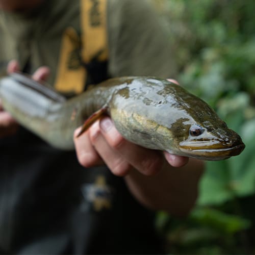 Eel Fishing