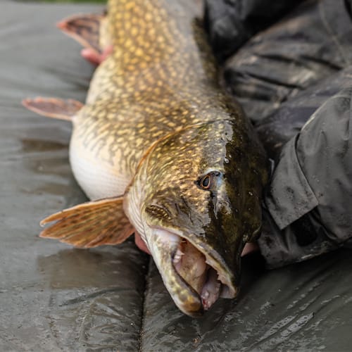Pike Fishing