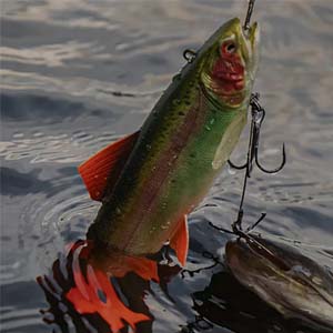Trout Fishing Lures/Flies