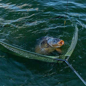 Fishing Landing Nets