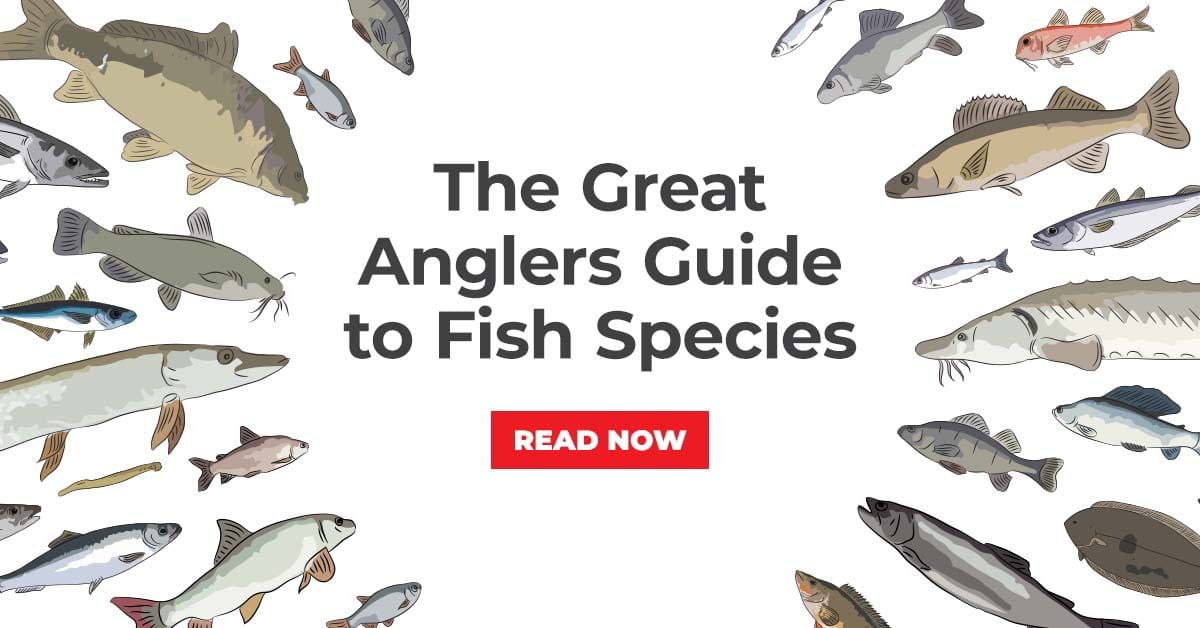 Learn about Fish Species UK Learn about Fish Species UK