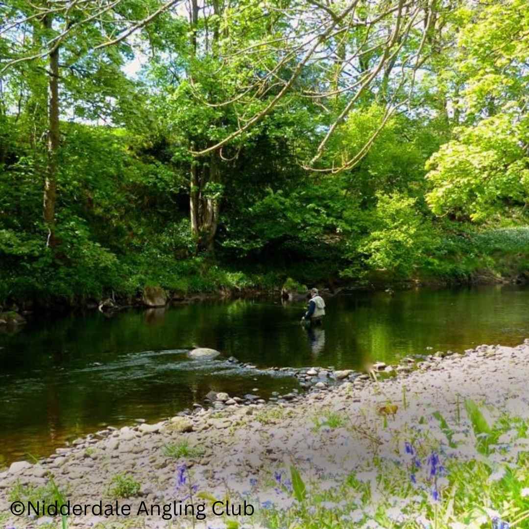 River Nidd