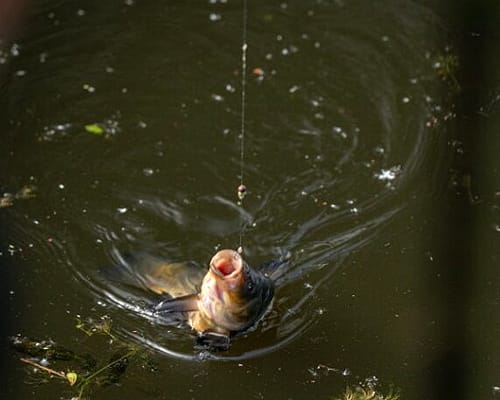 ADTV Specimen Series – Tench on the Float 2