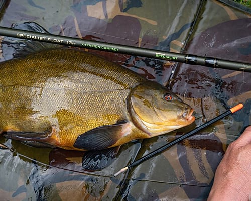 ADTV Specimen Series – Tench on the Float 8