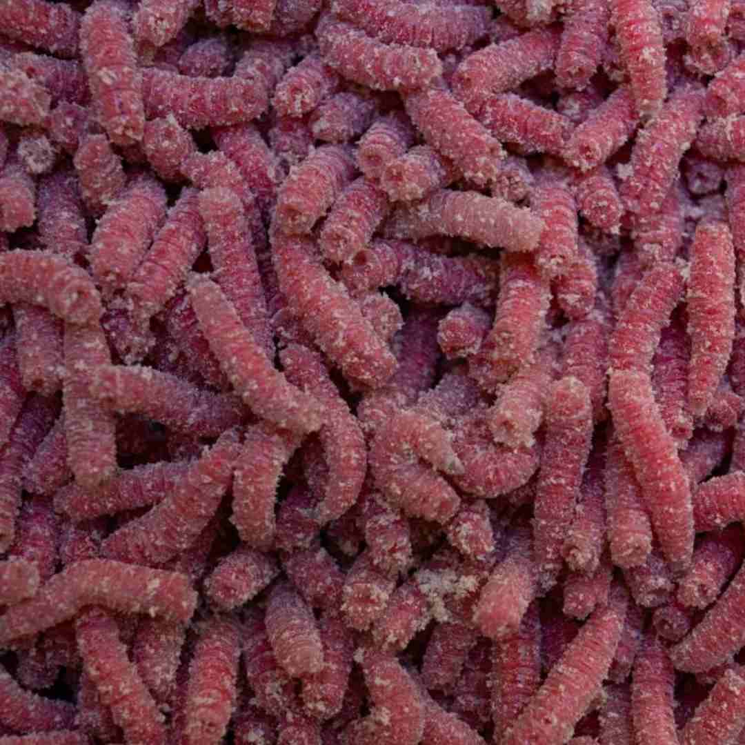 best winter carp bait maggots