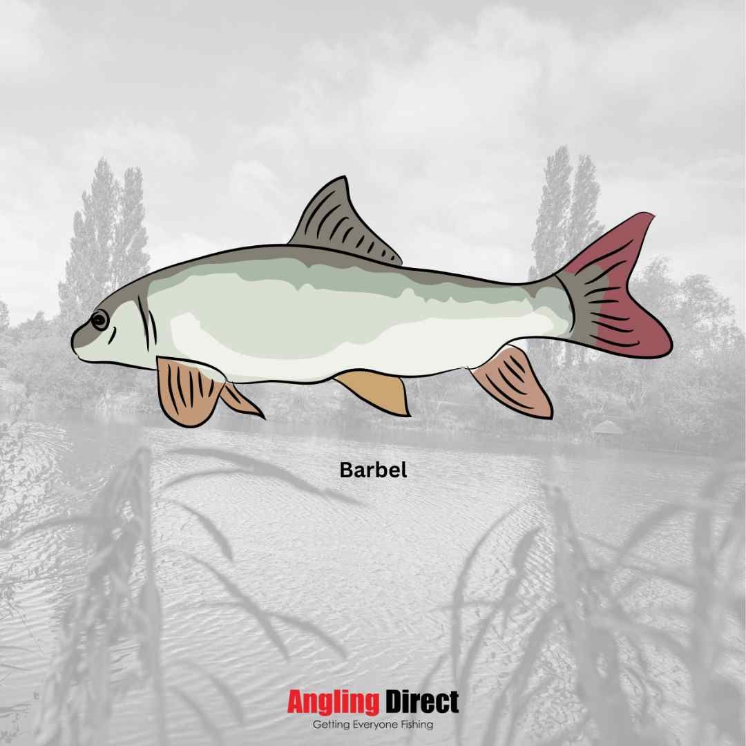 Discover Barbel Fish