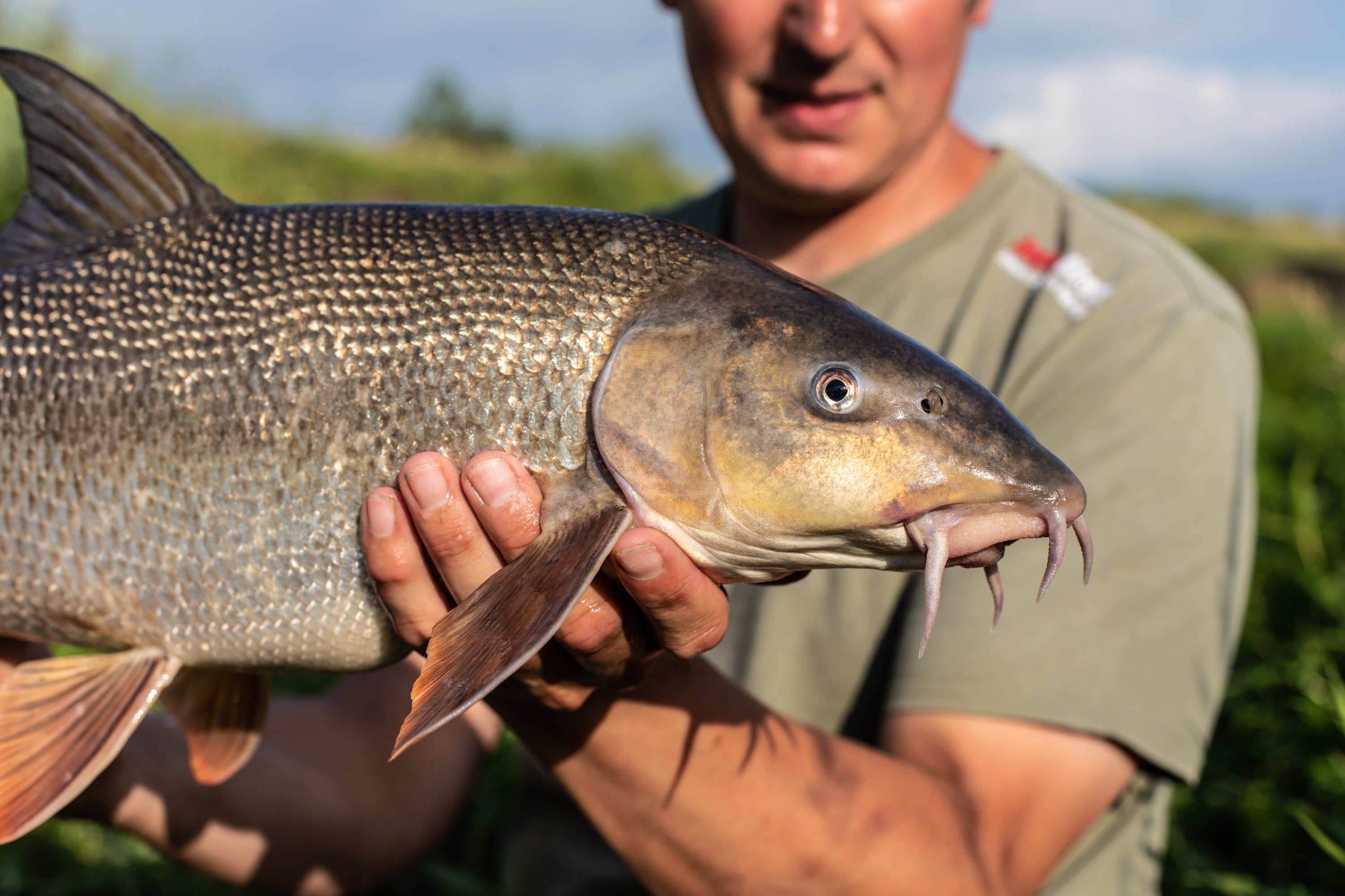barbel angling