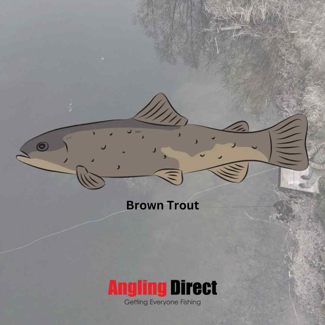 Brown Trout Fish Species