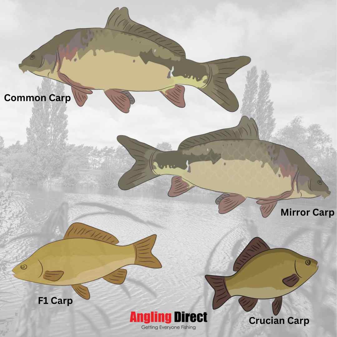 Carp Fish Species