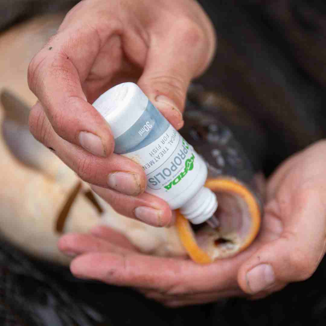 Medical care for fish
