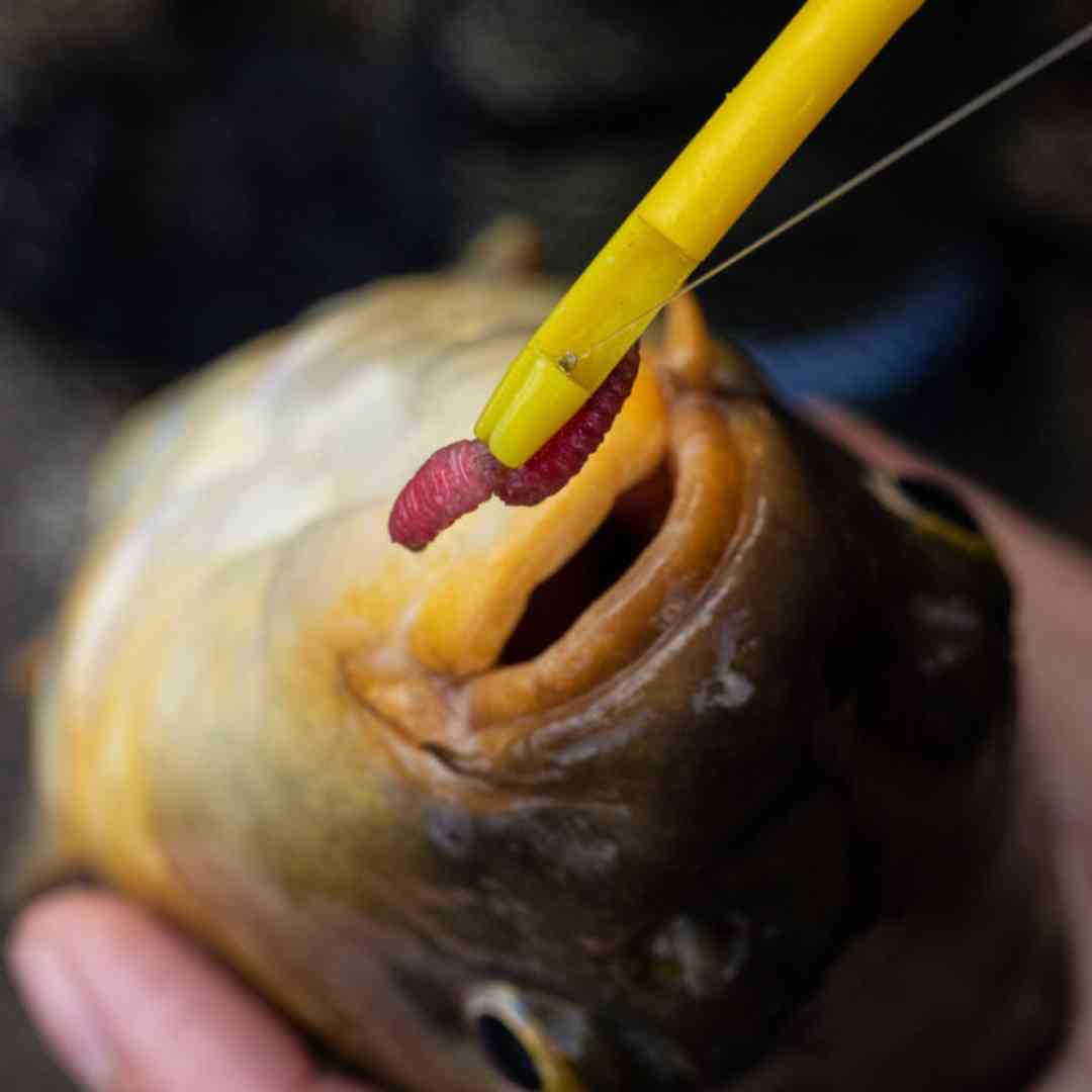 Yellow Fishing Disgorger Fish