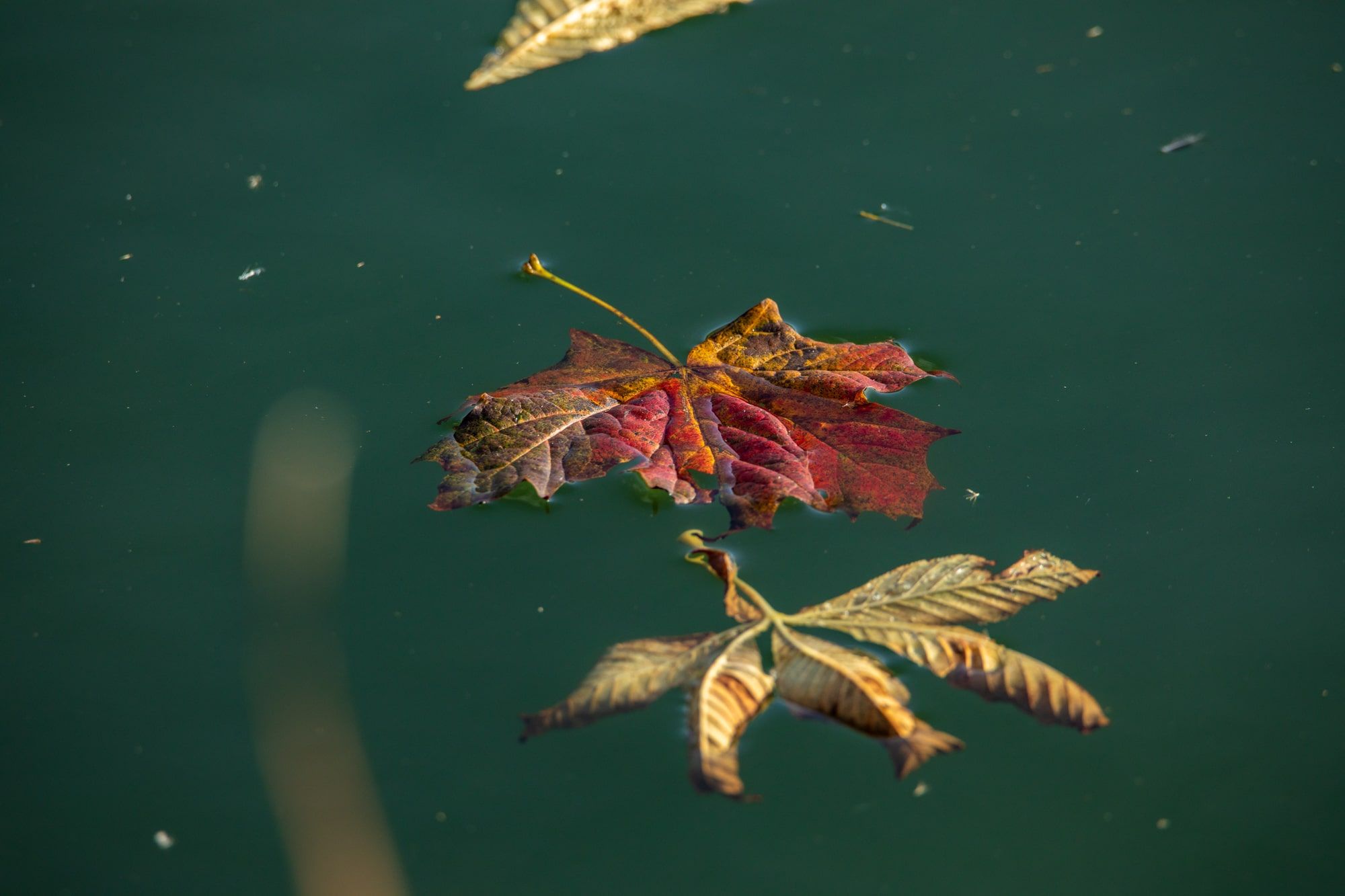 Autumn Fishing 
