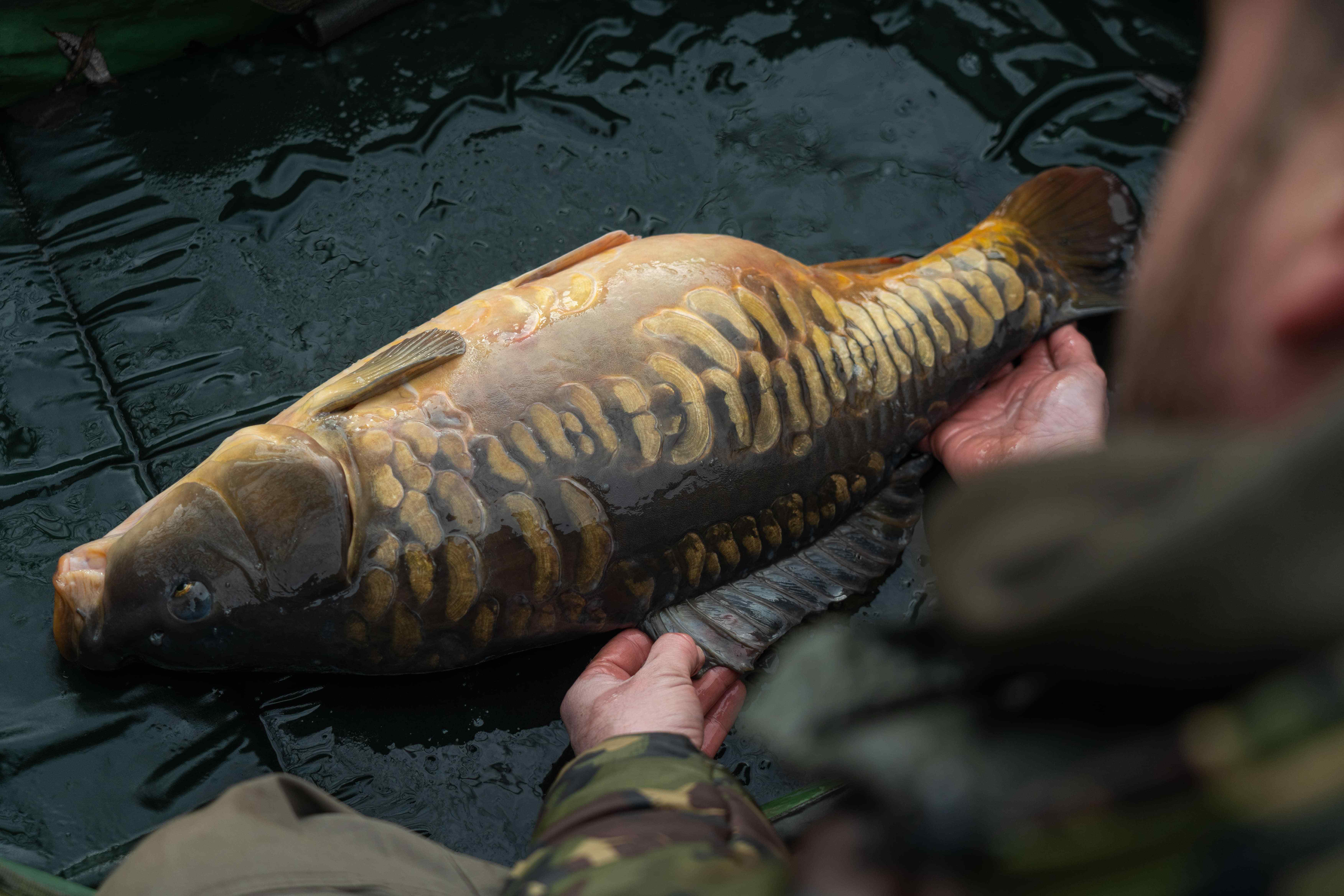 Carp Fishing
