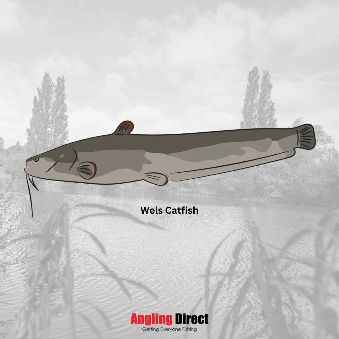 Catfish Fish Species