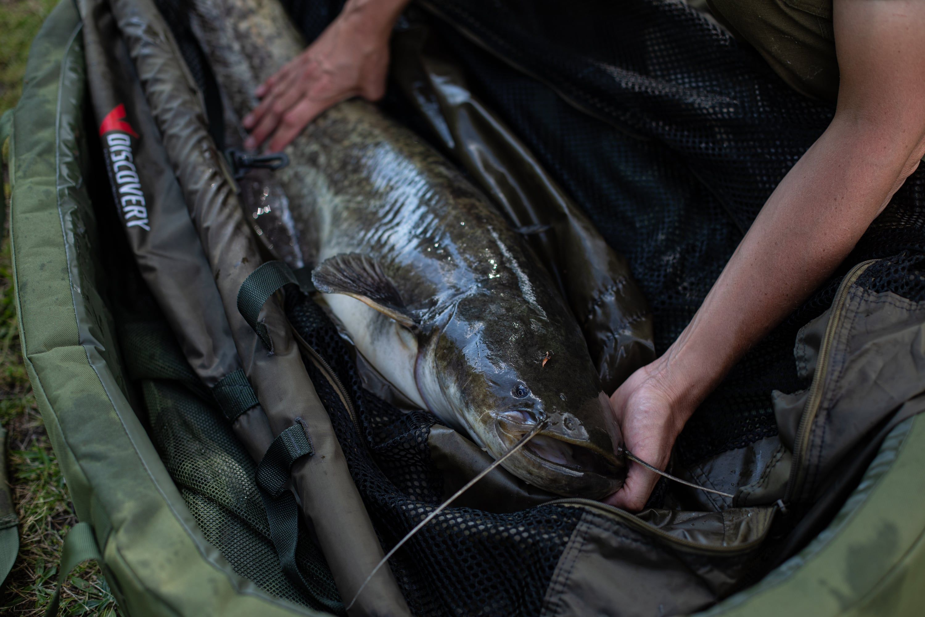 Browse all Predator Fish Care