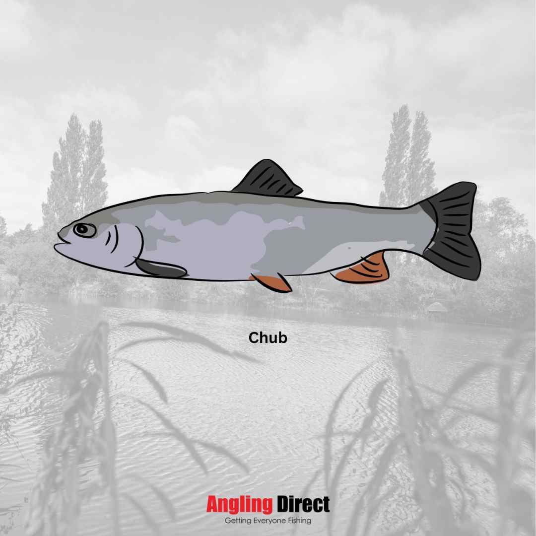Read more about Chub
