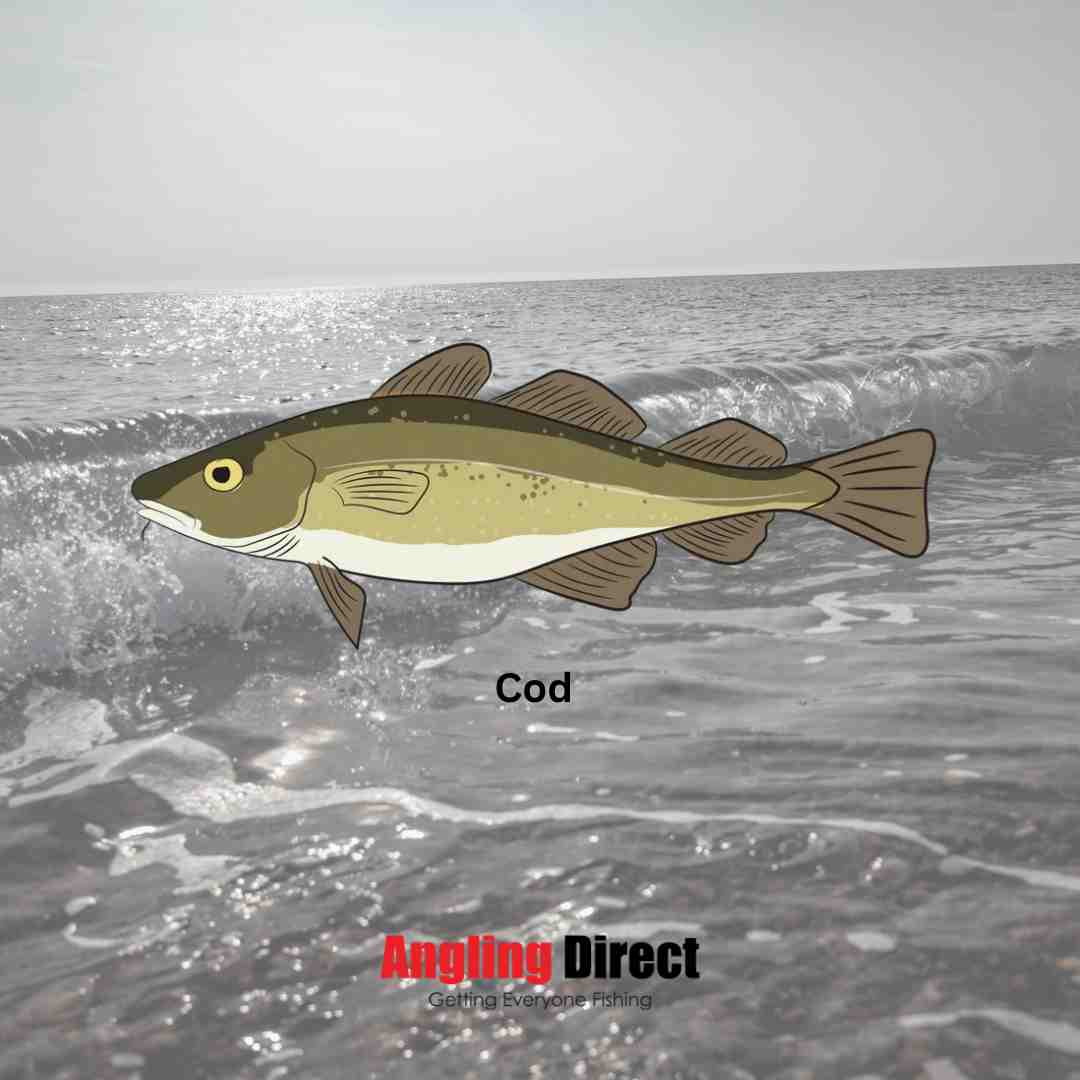 Fish for Cod