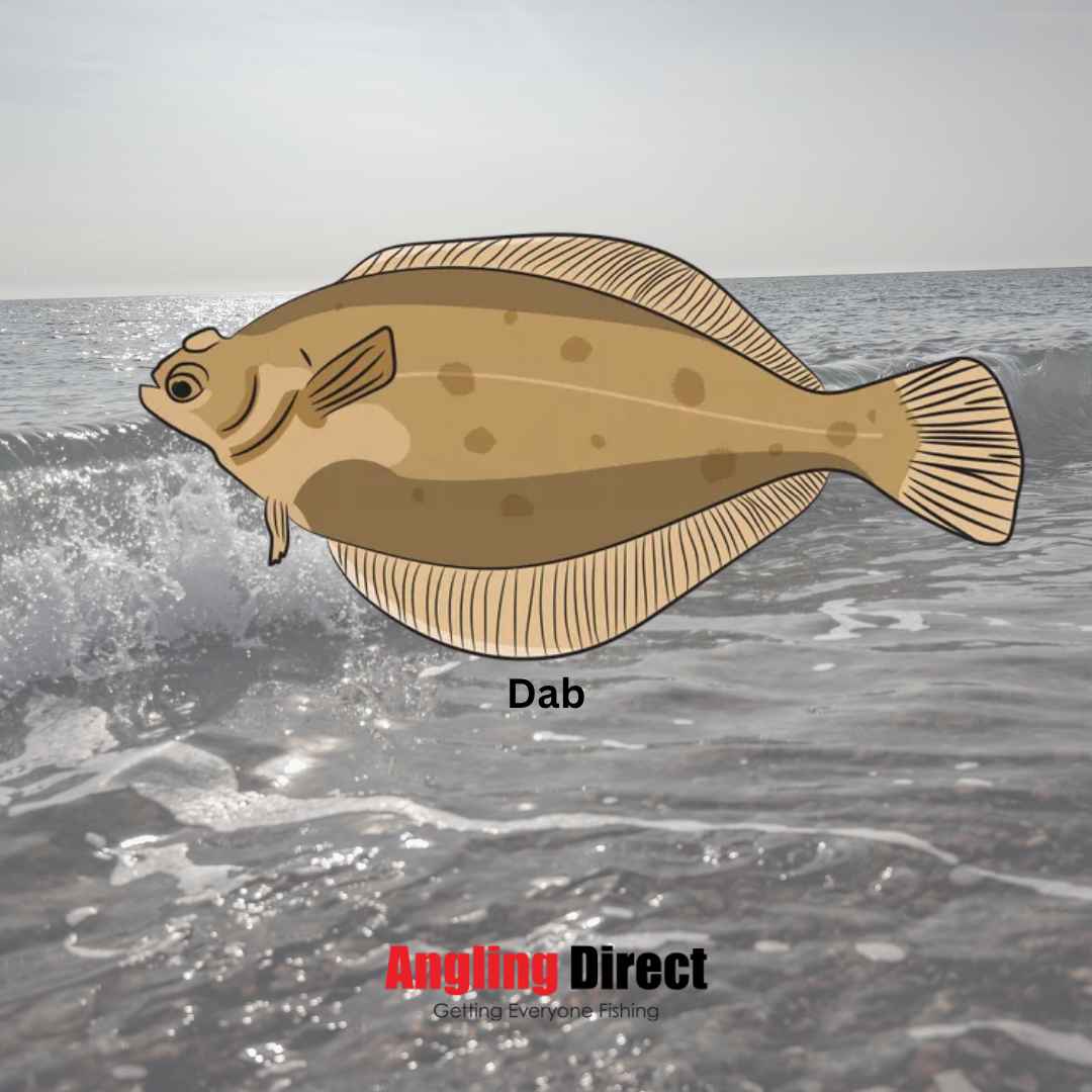 Dab Fish Species