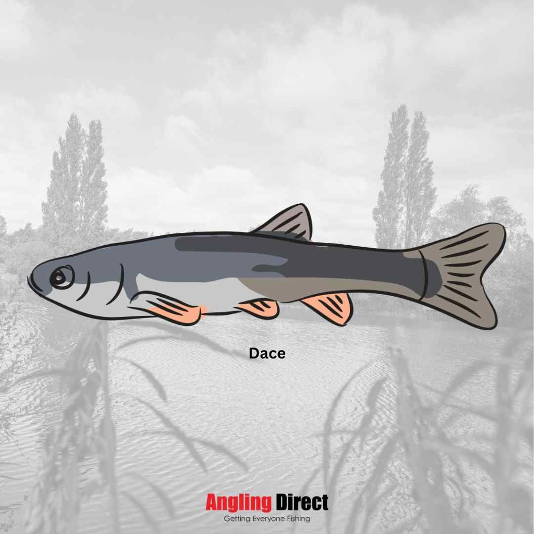 Browse Dace Fish Species