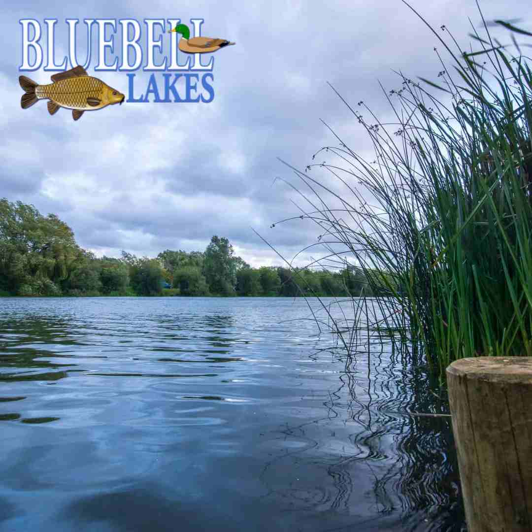 Bluebell carp lakes