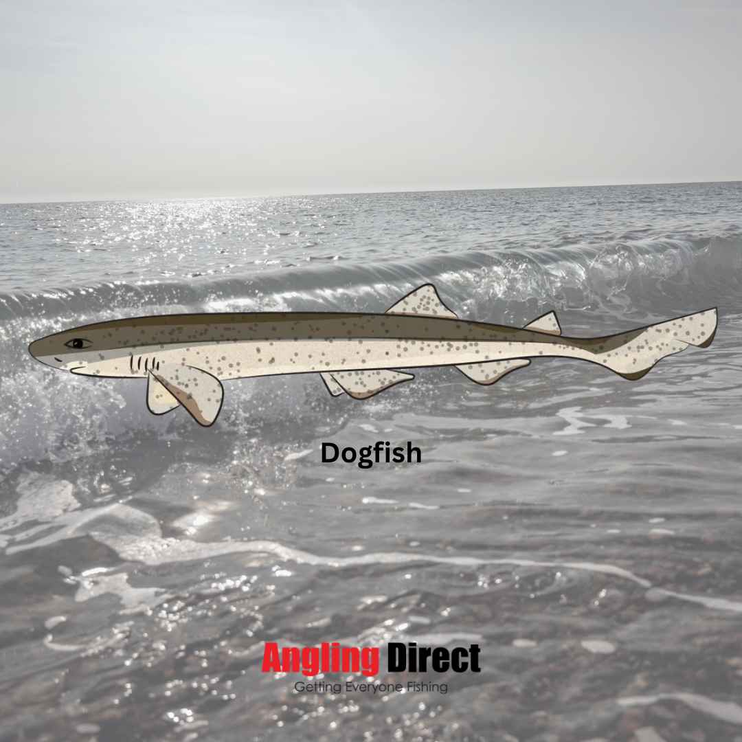 Dogfish Fish Species