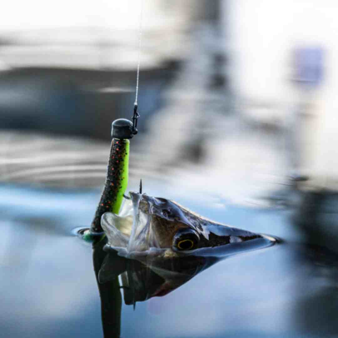 drop shotting for perch 