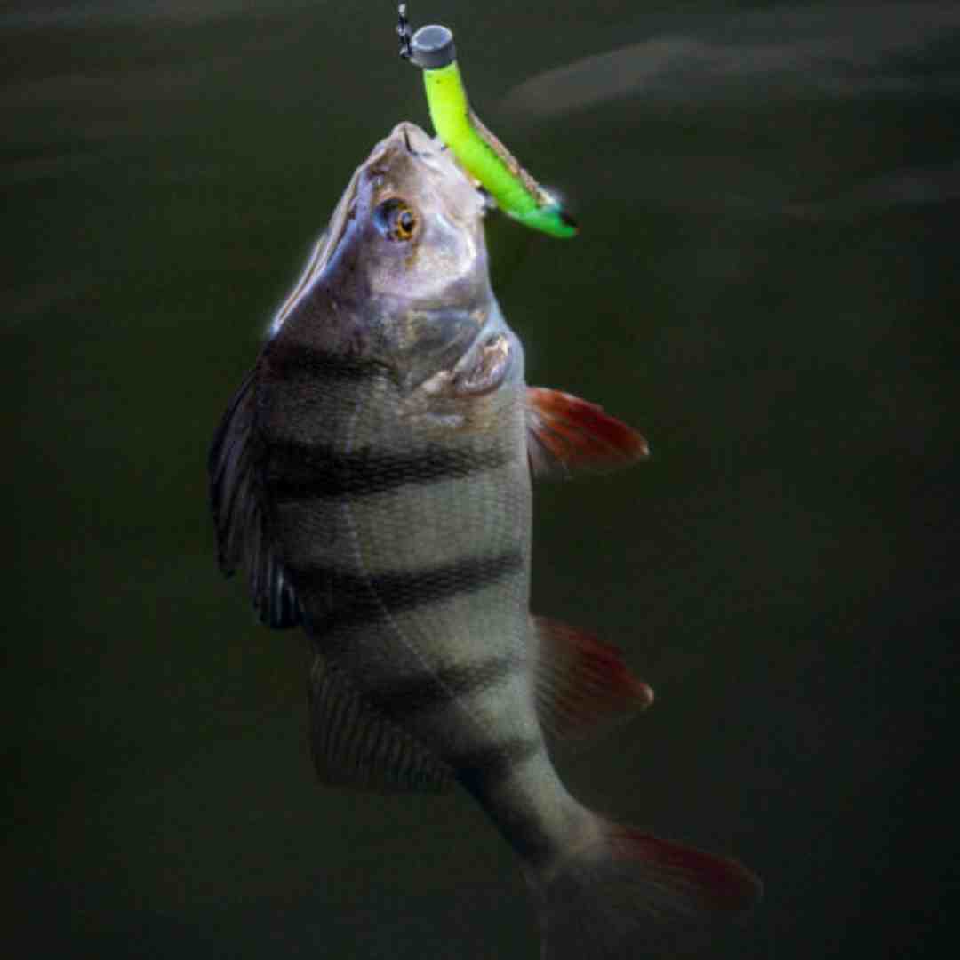 perch fishing lures 