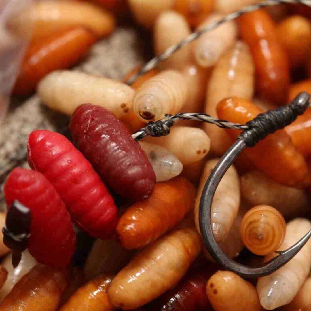 Best carp bait winter