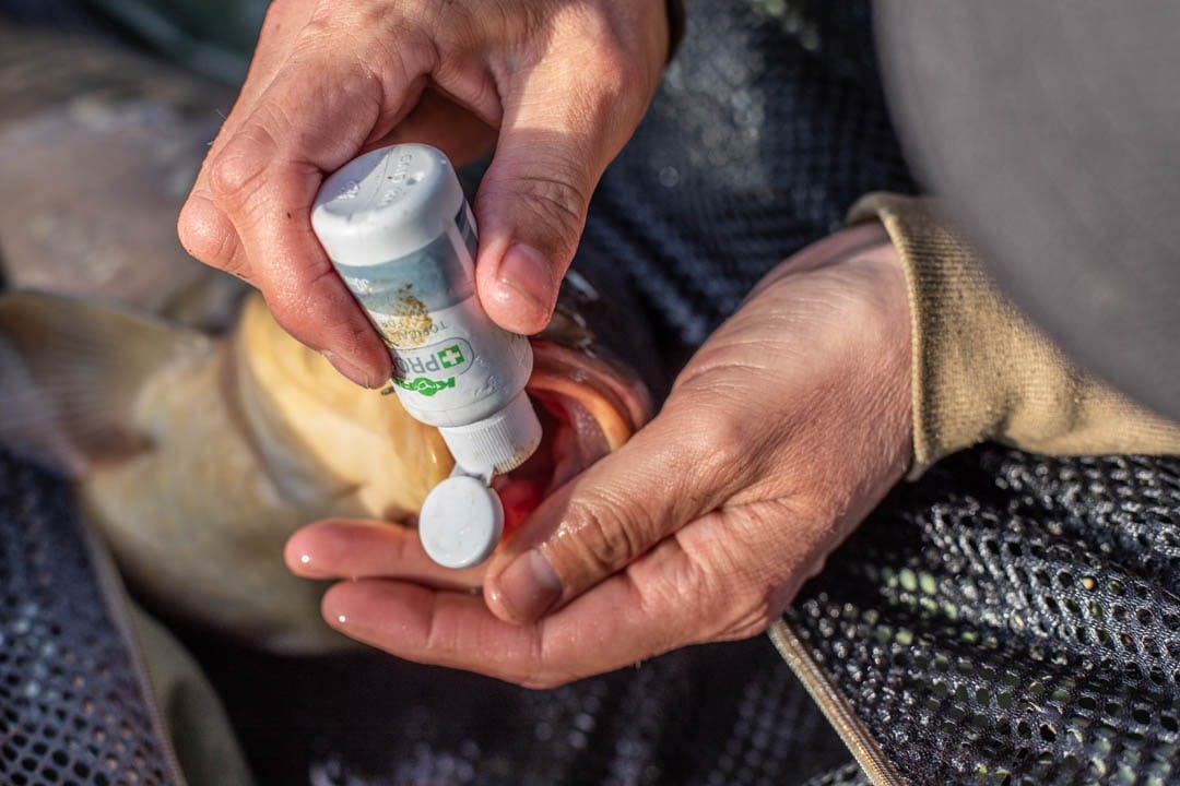 Carp Care Treatments