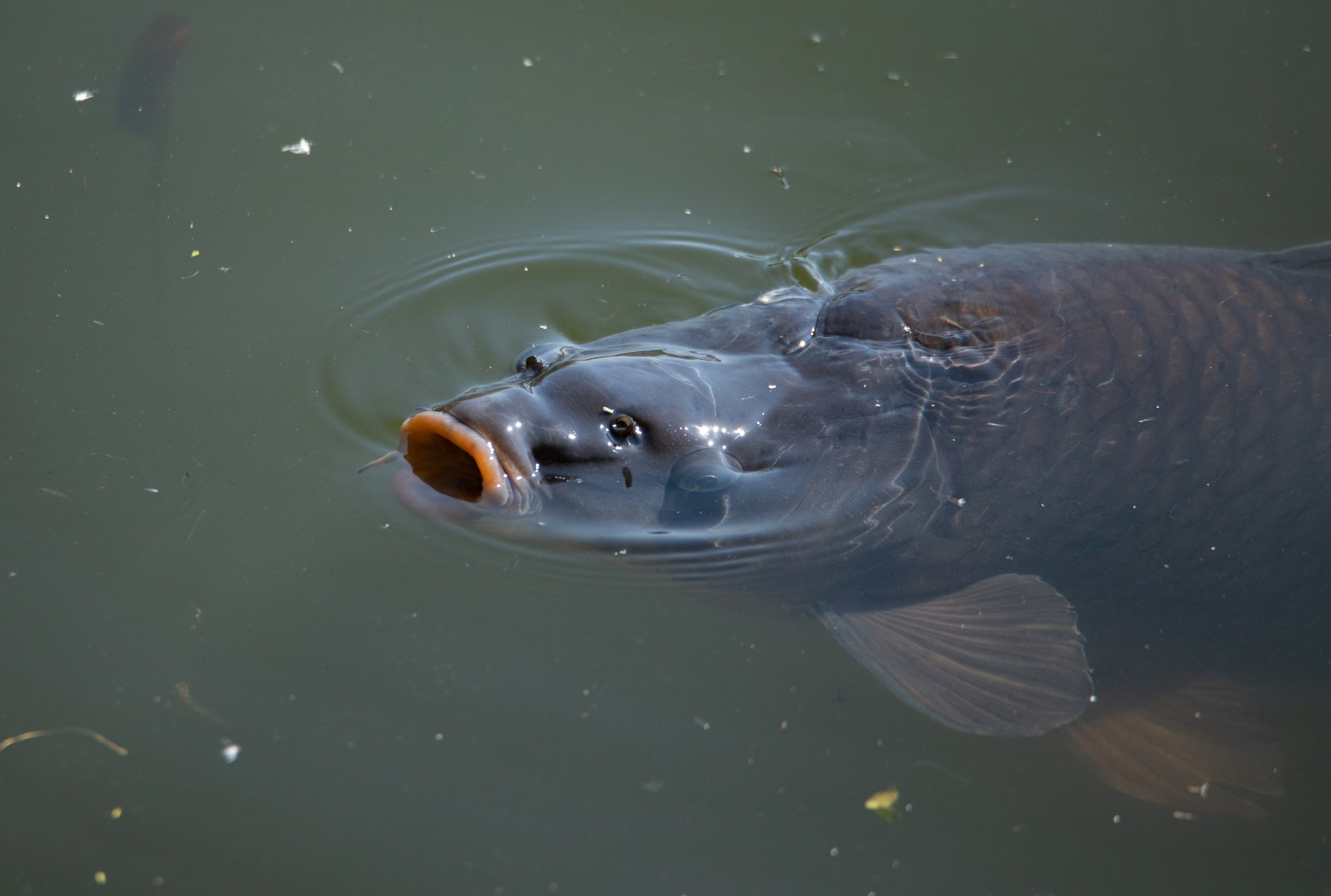 View Carp Fishing