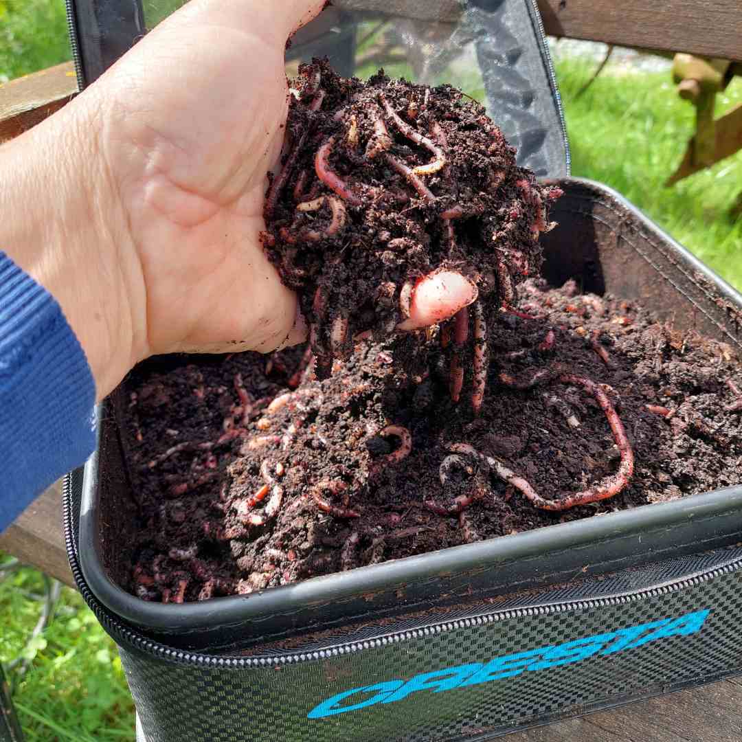 Winter carp baits worms