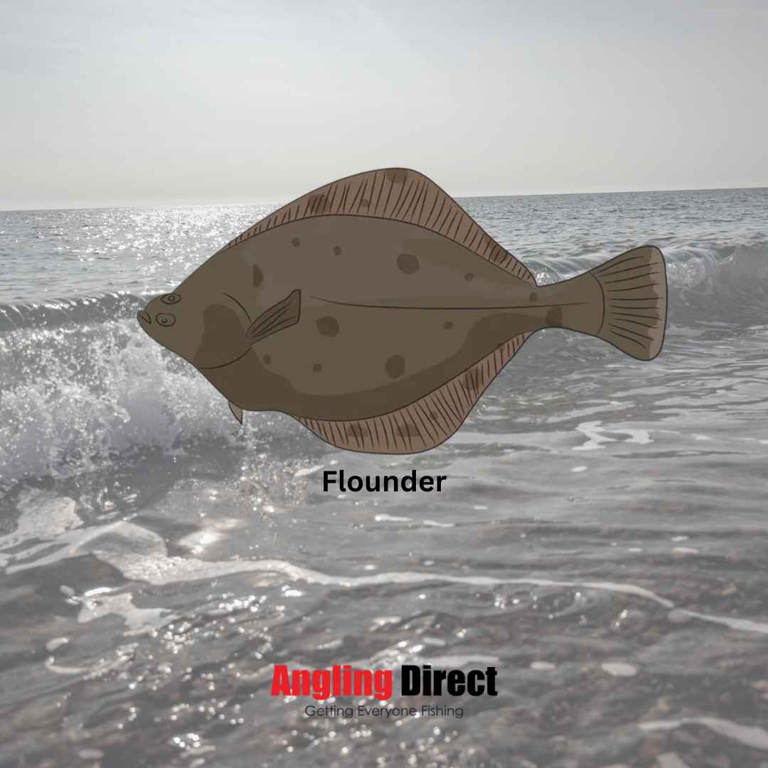 Flounder Fish Species