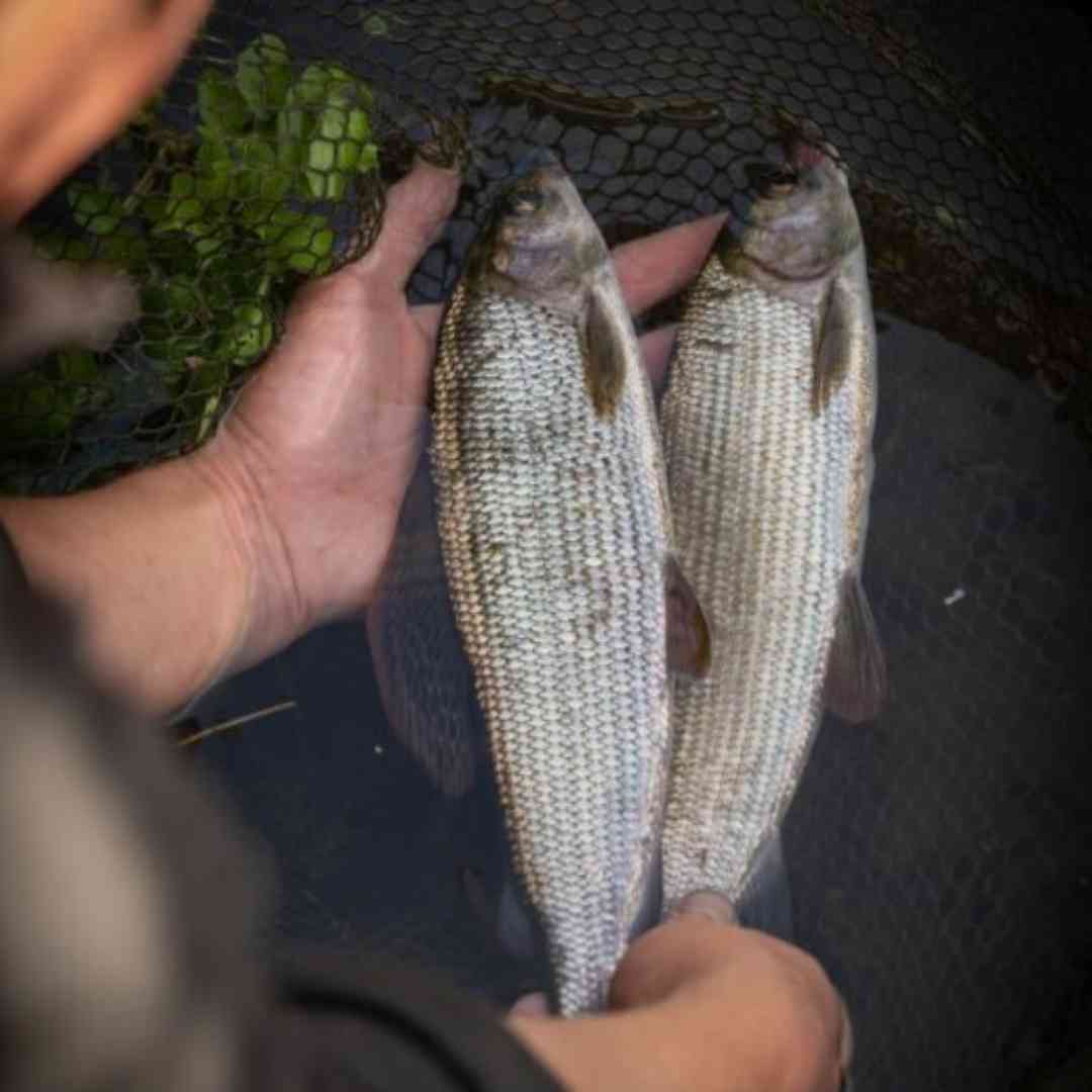 Best Practices in Catch and Release