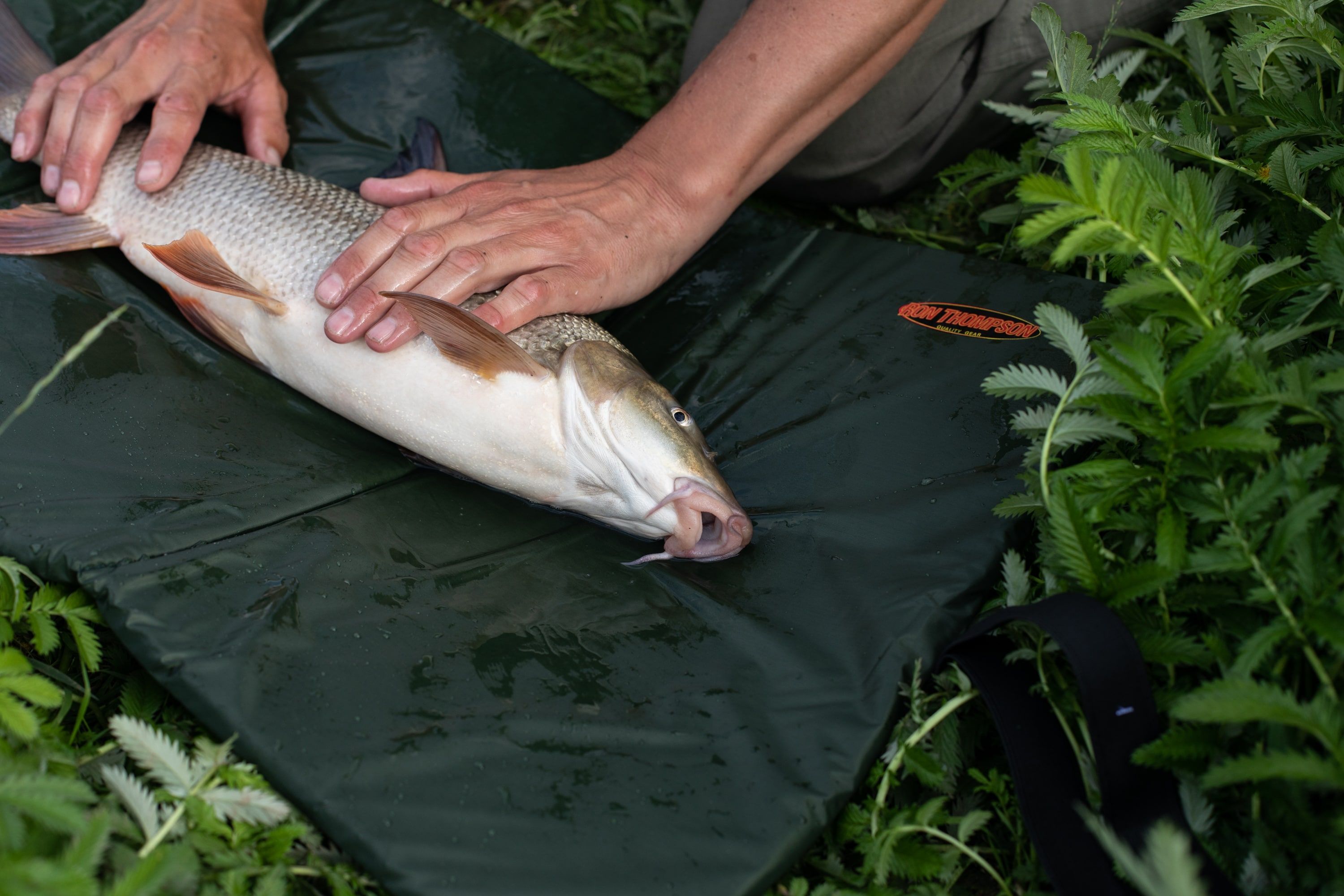 Fish Care for Barbel