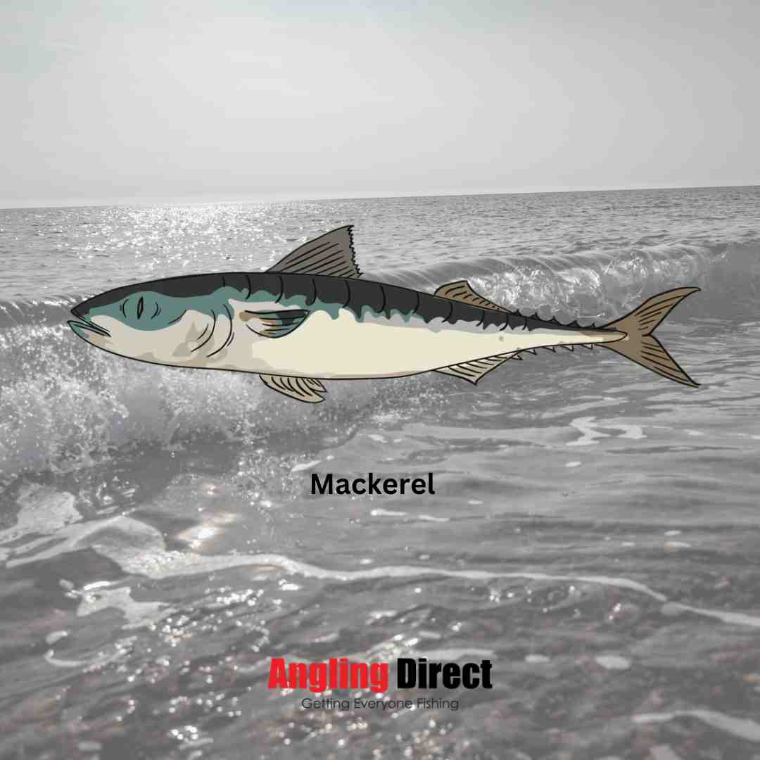 Mackerel Sea Fishing