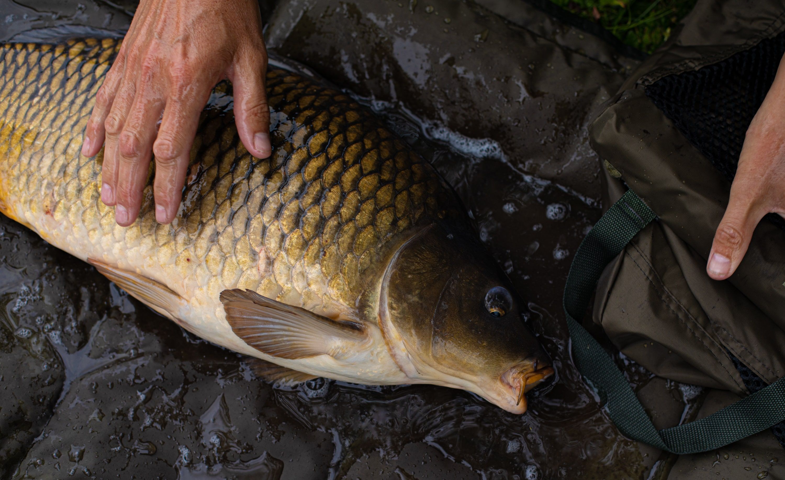 Carp Fish Care