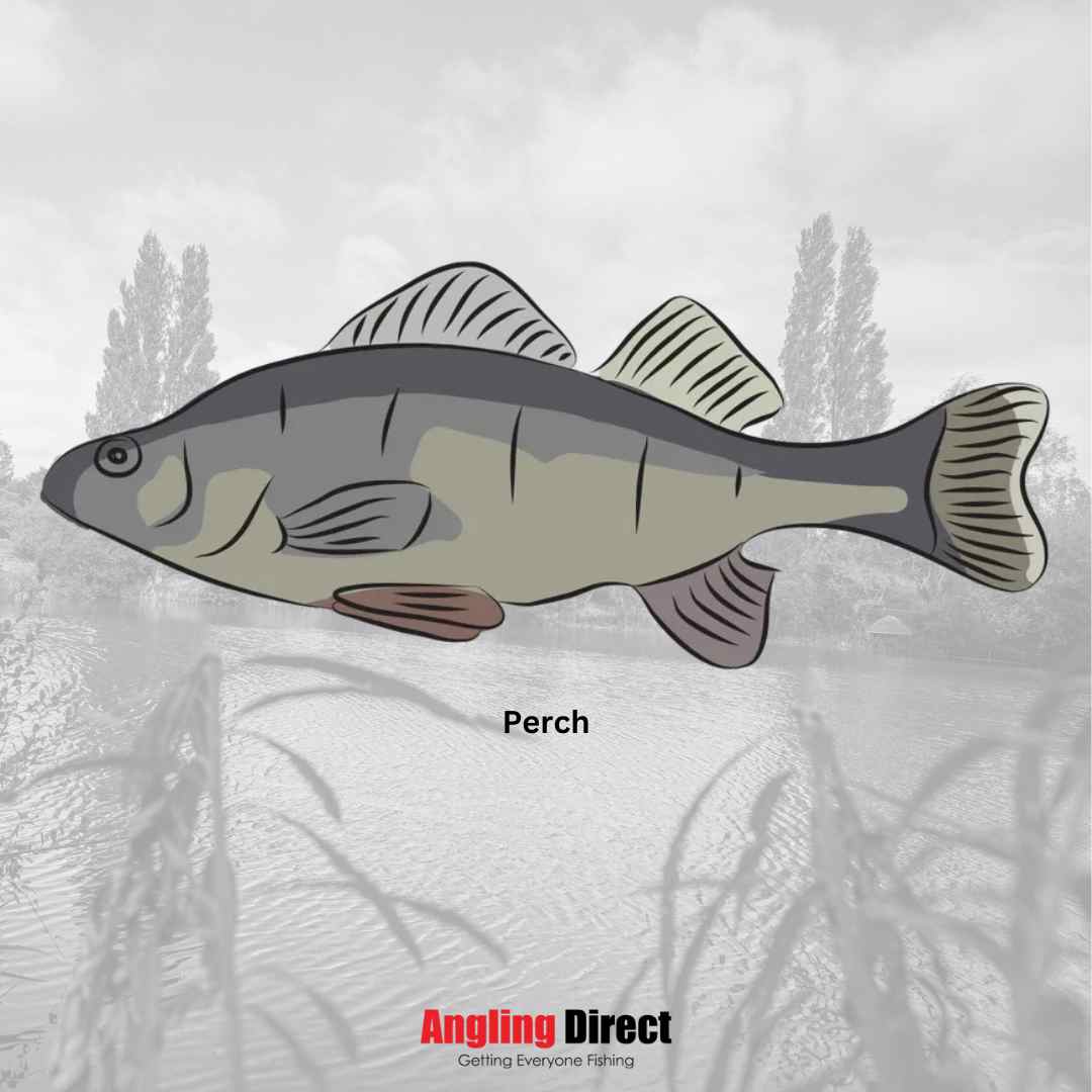 Discover the Perch Species