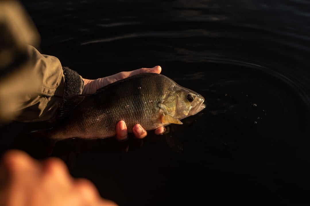 Perch Fishing