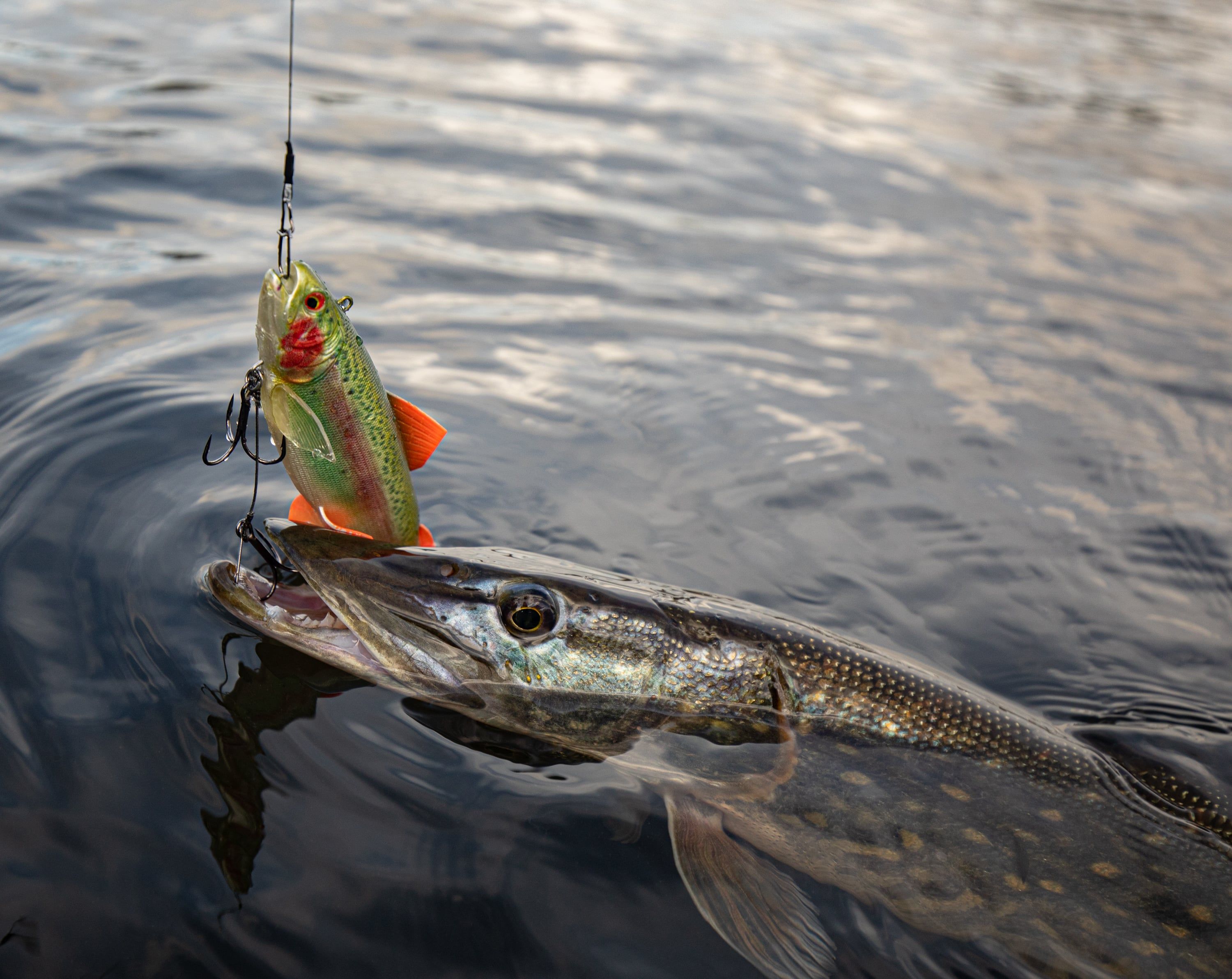 Pike Fishing Lures