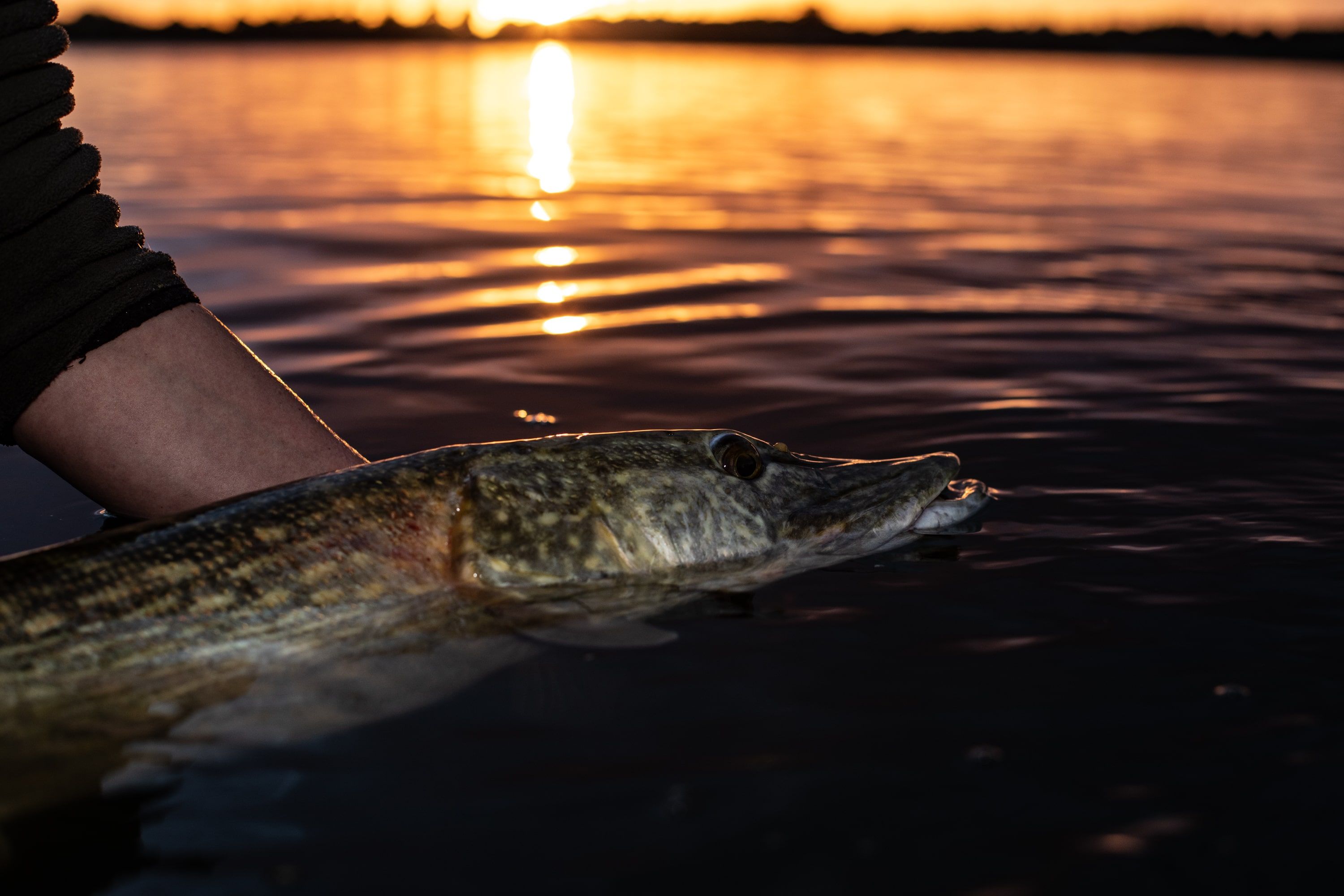 View all Pike Tackle View all Pike Tackle