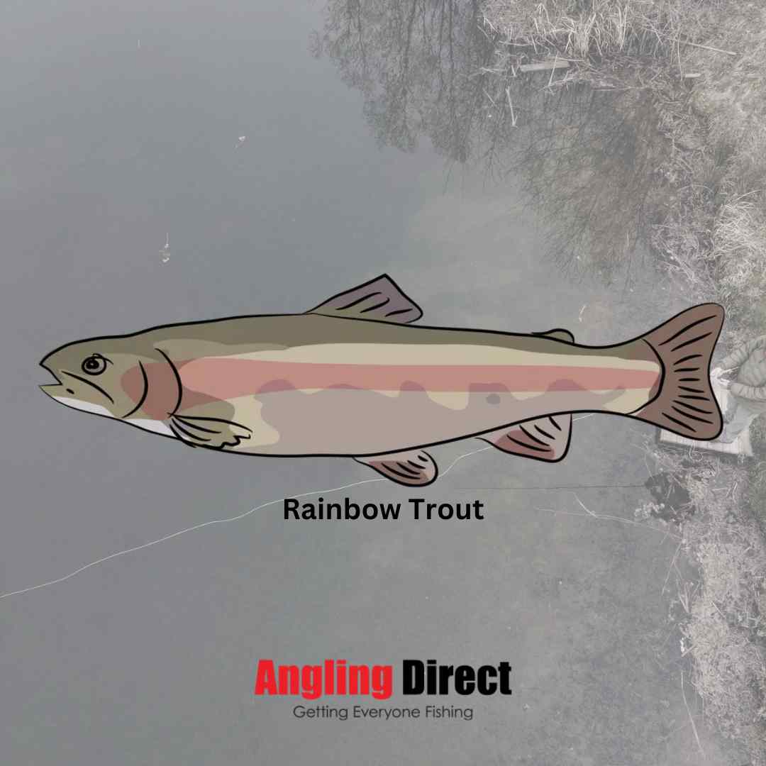 Rainbow Trout FIsh Species