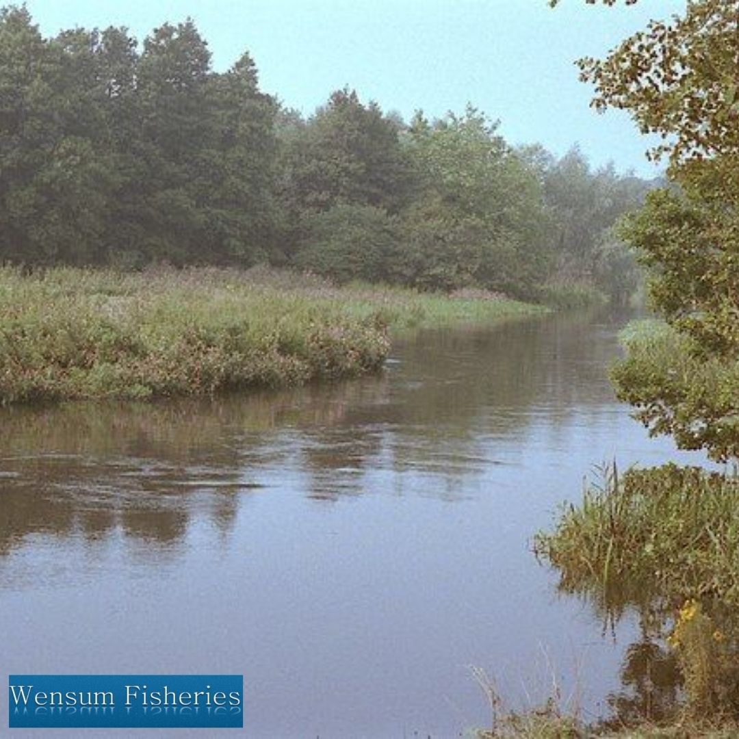 Fishing River Wensum | Wensum Fisheries