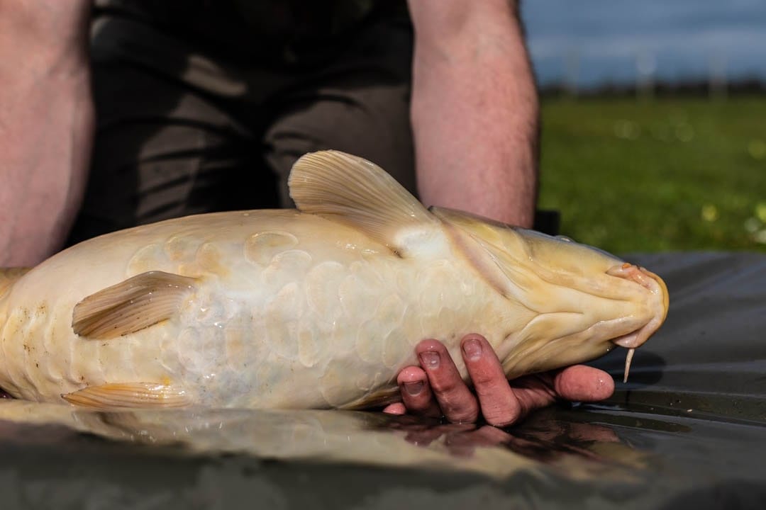 Shop all Carp Tackle