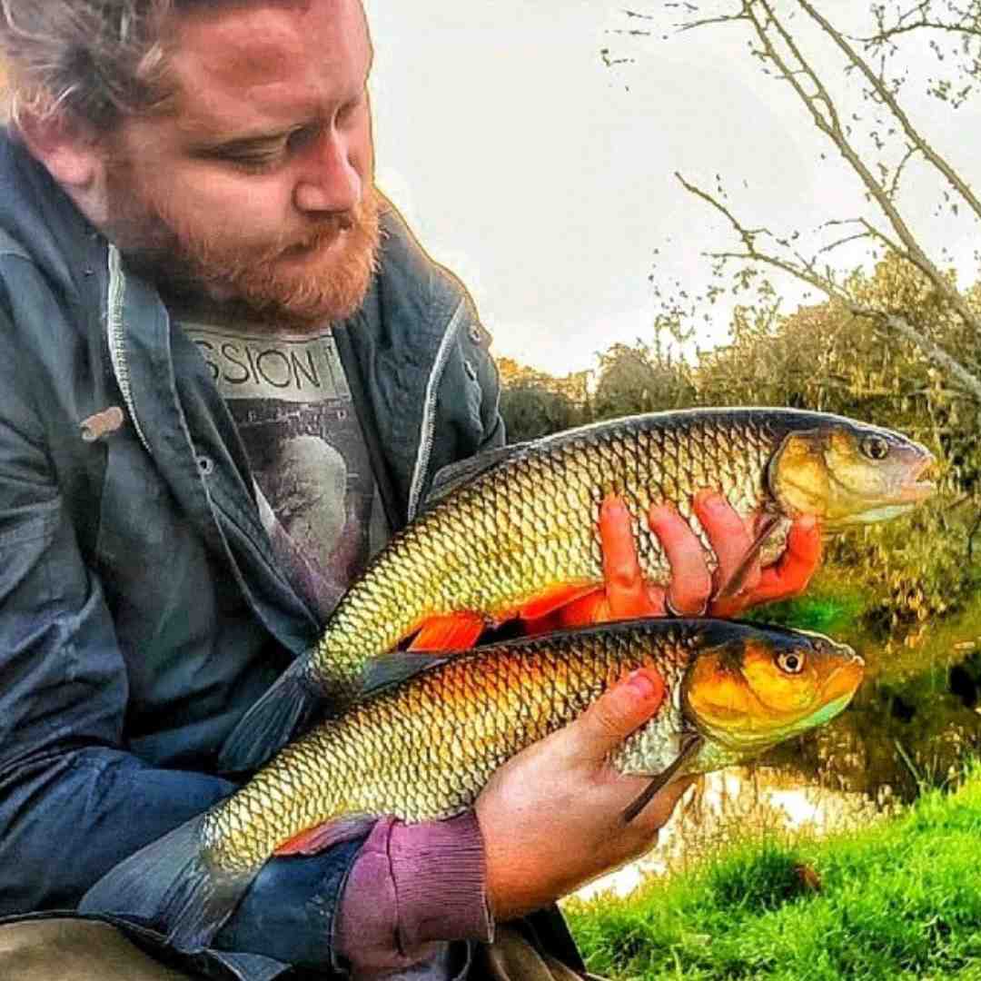 how to catch chub fish how to catch chub fish