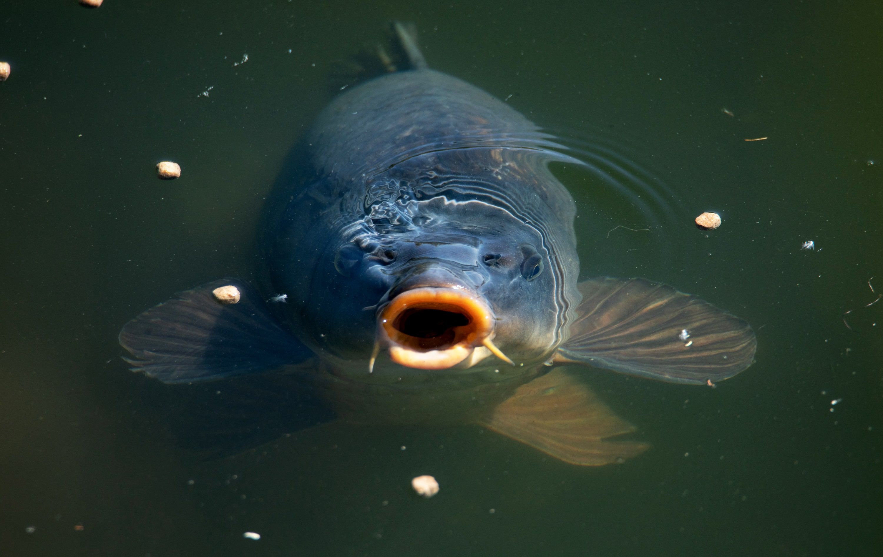 Carp Fishing in the UK Carp Fishing in the UK