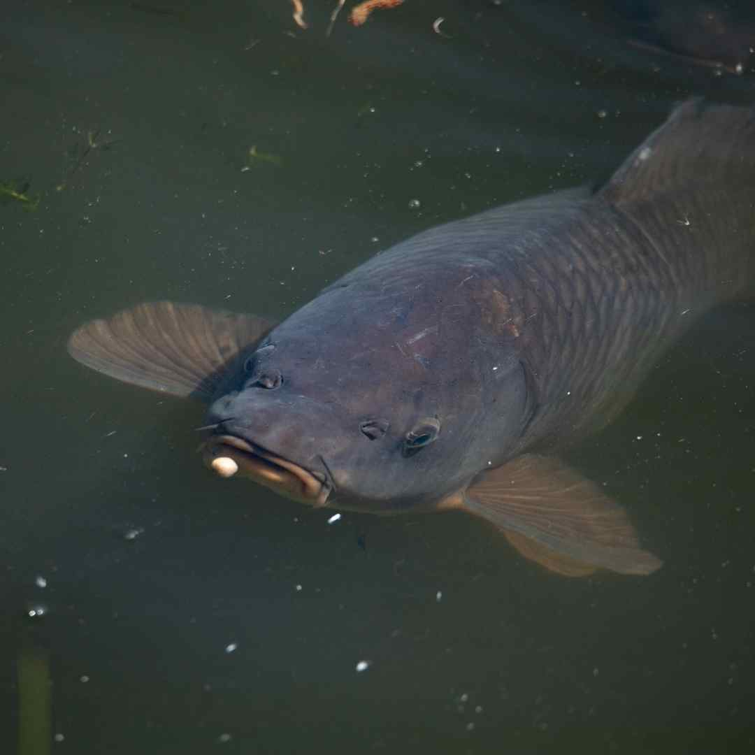 Surface Fishing for Carp Guide