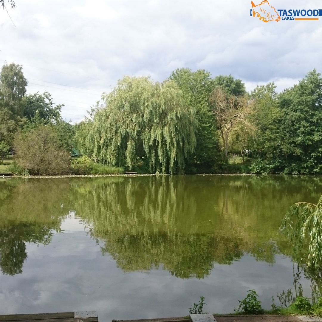 Taswood Fishing Lake